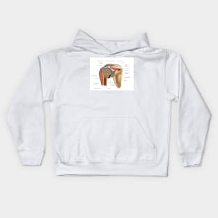 Shoulder joint, artwork (C021/1199) Kids Hoodie